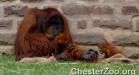 Baby Orangutan
